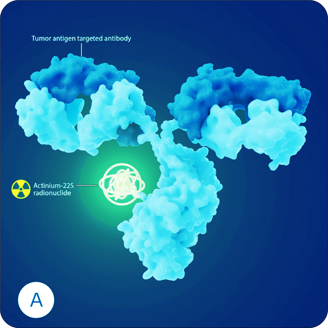 An antibody linking to an alpha radionuclide payload.