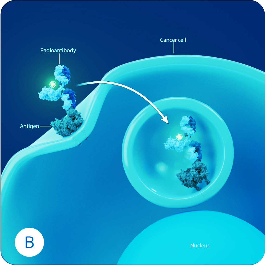 An radioantibody binding to a target on the surface of cancer cells