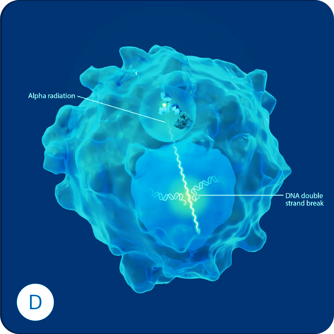 Damage caused by the radioantibody in a cancer cell