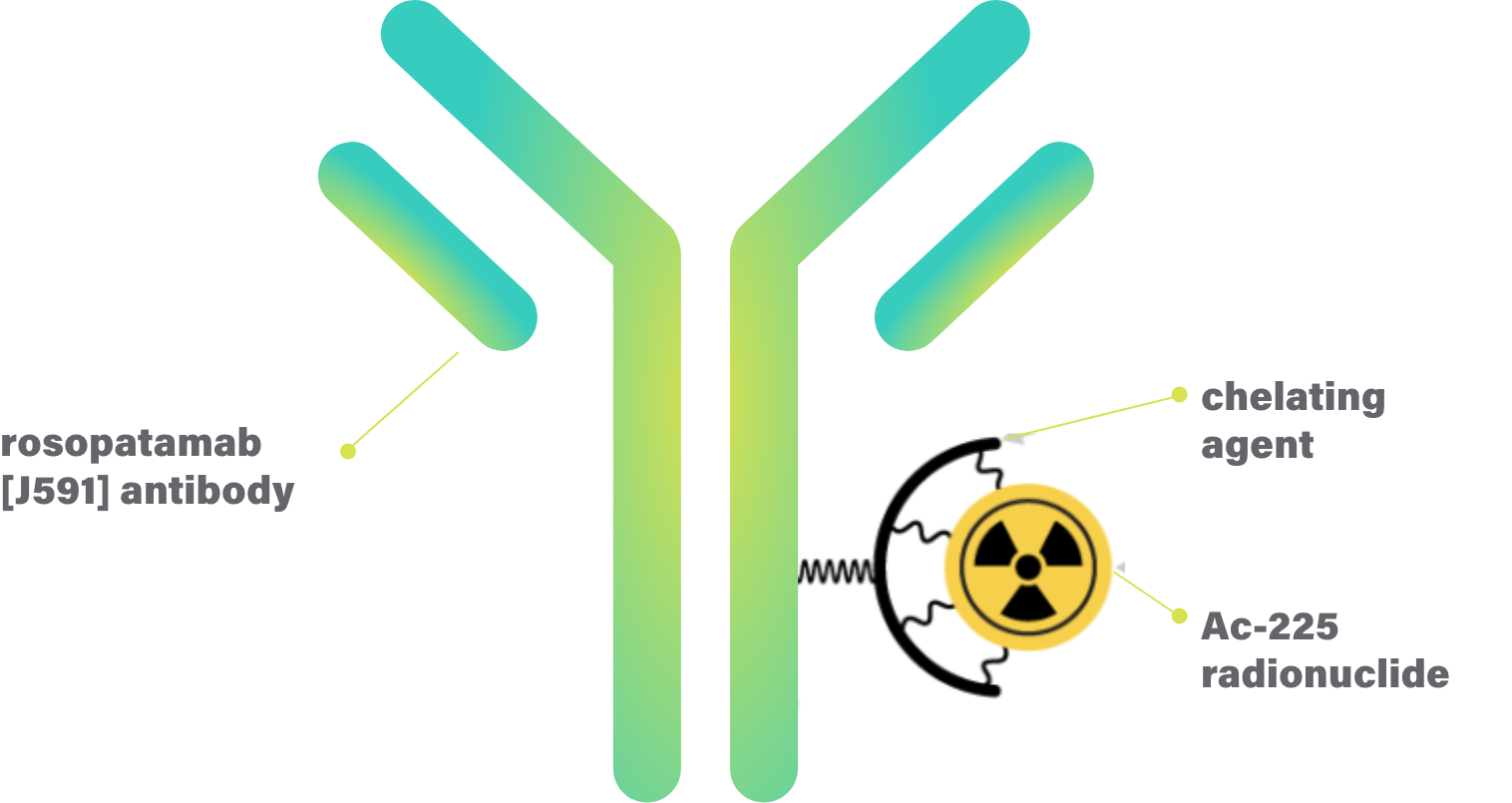 CONV01-α: rosopatamab (J591) paired with chelating agent and Ac-225 radionuclide